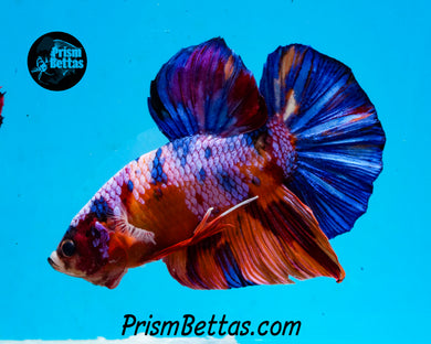 Rainbow Marble GIANT Halfmoon Plakat Male