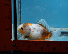 Load image into Gallery viewer, Calico Godzilla Oranda Male (3.5 inches) Imported in Thailand