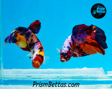 Load image into Gallery viewer, Rainbow Marble GIANT Halfmoon Plakat Male