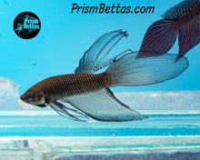 Load image into Gallery viewer, Black Copper Imbellis Veiltail wildtype from Frank's Bettas