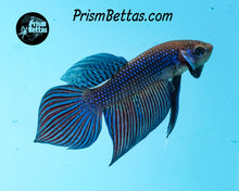 Load image into Gallery viewer, Blue Mahachai Male wildtype from Frank's Bettas