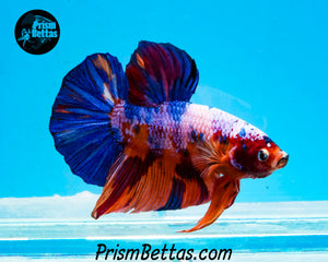 Rainbow Marble GIANT Halfmoon Plakat Male