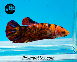 Candy Koi GIANT Halfmoon Plakat Female