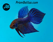Load image into Gallery viewer, Blue Mahachai Male wildtype from Frank's Bettas
