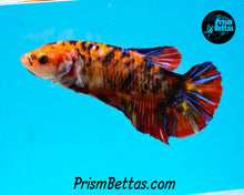 Load image into Gallery viewer, Candy Koi GIANT Halfmoon Plakat Female