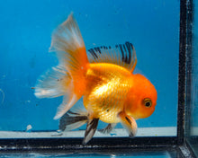 Load image into Gallery viewer, Orange Monster Oranda Male (3.5 inches) Imported in Thailand