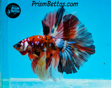 Load image into Gallery viewer, Candy Koi Halfmoon Male