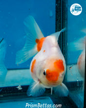 Load image into Gallery viewer, Sakaru Monster Oranda Male (3.25 inches)  Imported from Thailand