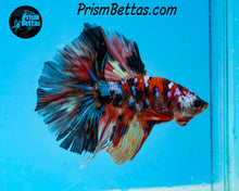 Load image into Gallery viewer, Candy Koi Halfmoon Male