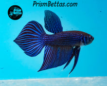 Load image into Gallery viewer, Blue Mahachai Male wildtype from Frank's Bettas