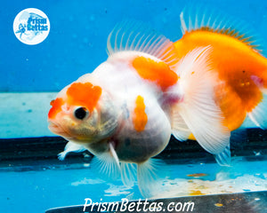 Sakaru Monster Oranda Male (3.25 inches)  Imported from Thailand