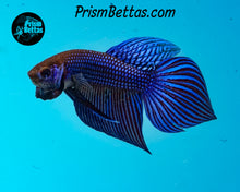 Load image into Gallery viewer, Blue Mahachai Male wildtype from Frank's Bettas