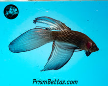 Load image into Gallery viewer, Black Copper Imbellis Veiltail wildtype from Frank's Bettas