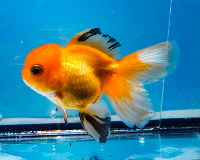 Orange Monster Oranda Male (3.5 inches) Imported in Thailand