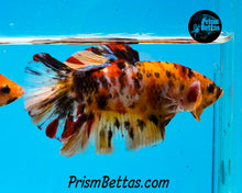 Load image into Gallery viewer, Candy Koi GIANT Halfmoon Plakat Male