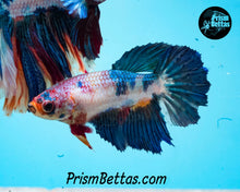 Load image into Gallery viewer, Marble Halfmoon Female
