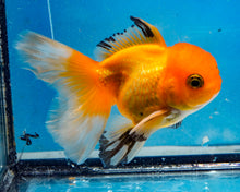 Load image into Gallery viewer, Orange Monster Oranda Male (3.5 inches) Imported in Thailand