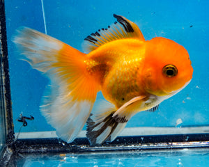 Orange Monster Oranda Male (3.5 inches) Imported in Thailand