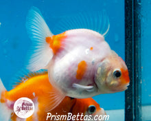 Load image into Gallery viewer, Sakaru Monster Oranda Male (3.25 inches)  Imported from Thailand