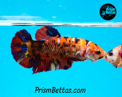 Candy Koi GIANT Halfmoon Plakat Female