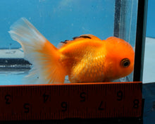 Load image into Gallery viewer, Orange Monster Oranda Male (3.5 inches) Imported in Thailand