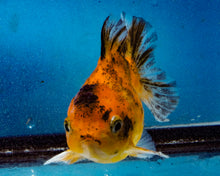 Load image into Gallery viewer, Calico Oranda Male (3.2 inches) Imported in Thailand