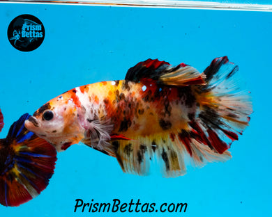 Candy Koi GIANT Halfmoon Plakat Male