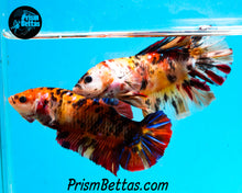 Load image into Gallery viewer, Candy Koi GIANT Halfmoon Plakat Male