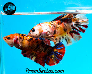 Candy Koi GIANT Halfmoon Plakat Female