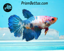 Load image into Gallery viewer, Marble Halfmoon Female