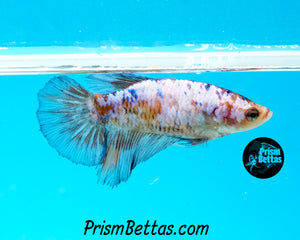 Marble Halfmoon Female