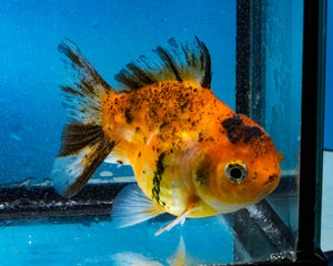 Calico Oranda Male (3.2 inches) Imported in Thailand