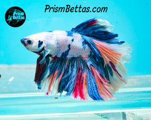 Load image into Gallery viewer, Marble Rosetail Halfmoon Male