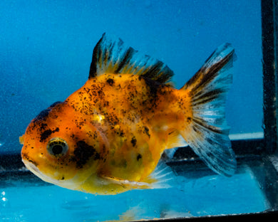 Calico Oranda Male (3.2 inches) Imported in Thailand