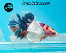 Load image into Gallery viewer, Candy Koi Dumbo Halfmoon Plakat Male