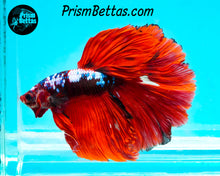 Load image into Gallery viewer, Marble Rosetail Halfmoon Male