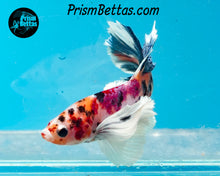 Load image into Gallery viewer, Candy Koi Dumbo Halfmoon Plakat Male