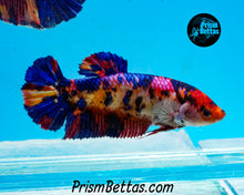 Load image into Gallery viewer, Candy Koi GIANT Halfmoon Plakat Female