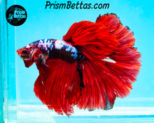 Load image into Gallery viewer, Marble Rosetail Halfmoon Male