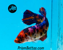 Load image into Gallery viewer, Candy Koi GIANT Halfmoon Plakat Female