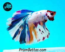 Load image into Gallery viewer, Rainbow Marble Halfmoon Male