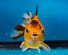 Load image into Gallery viewer, Calico Oranda Male (3.2 inches) Imported in Thailand