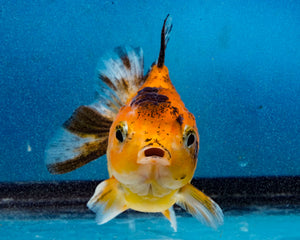 Calico Oranda Male (3.2 inches) Imported in Thailand
