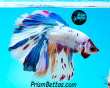 Load image into Gallery viewer, Rainbow Marble Halfmoon Male