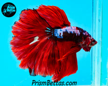 Load image into Gallery viewer, Marble Rosetail Halfmoon Male
