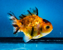 Load image into Gallery viewer, Calico Oranda Male (3.2 inches) Imported in Thailand