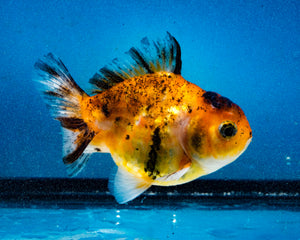 Calico Oranda Male (3.2 inches) Imported in Thailand
