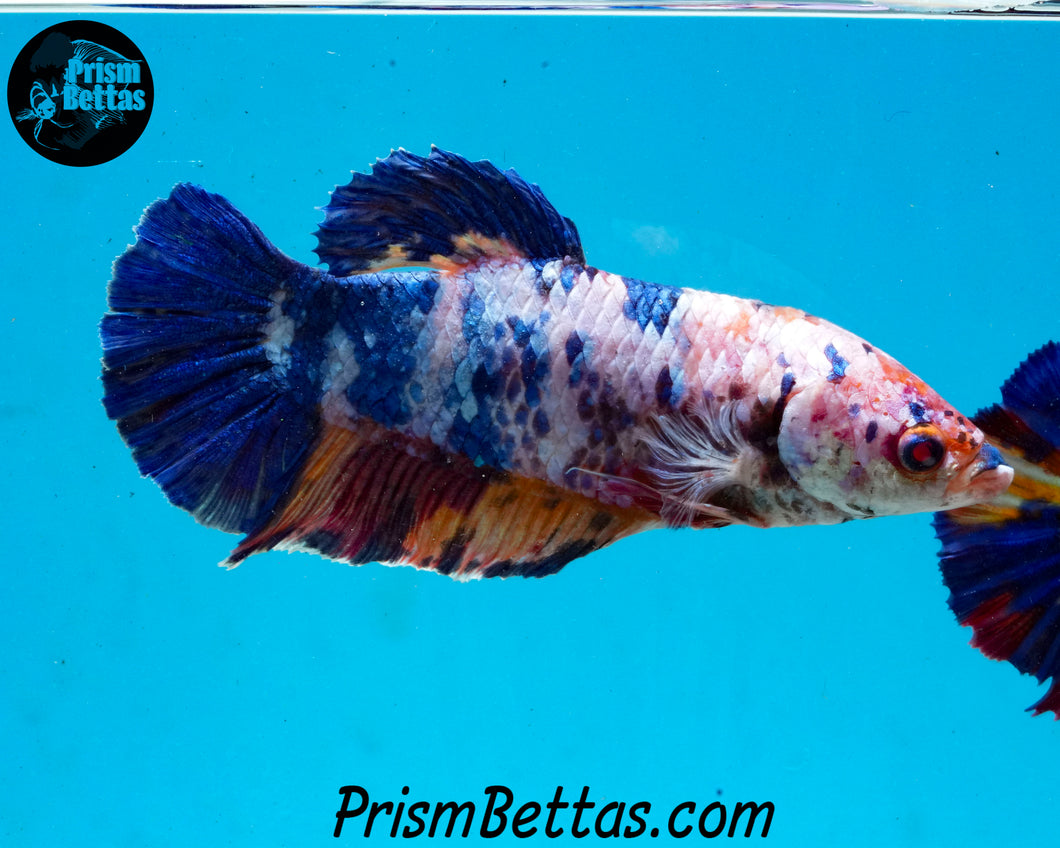 Marble GIANT Halfmoon Plakat Male