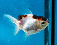 Load image into Gallery viewer, Tricolor Monster Oranda Male (3  inches) Imported in Thailand
