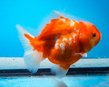 Load image into Gallery viewer, Sakaru Godzilla Shogun Oranda Male (4.5inch length) Imported from Thailand